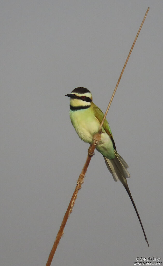 White-throated Bee-eateradult