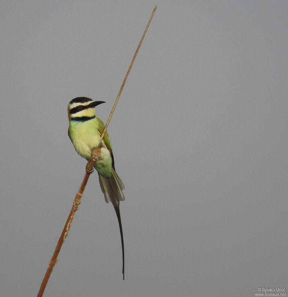 White-throated Bee-eateradult