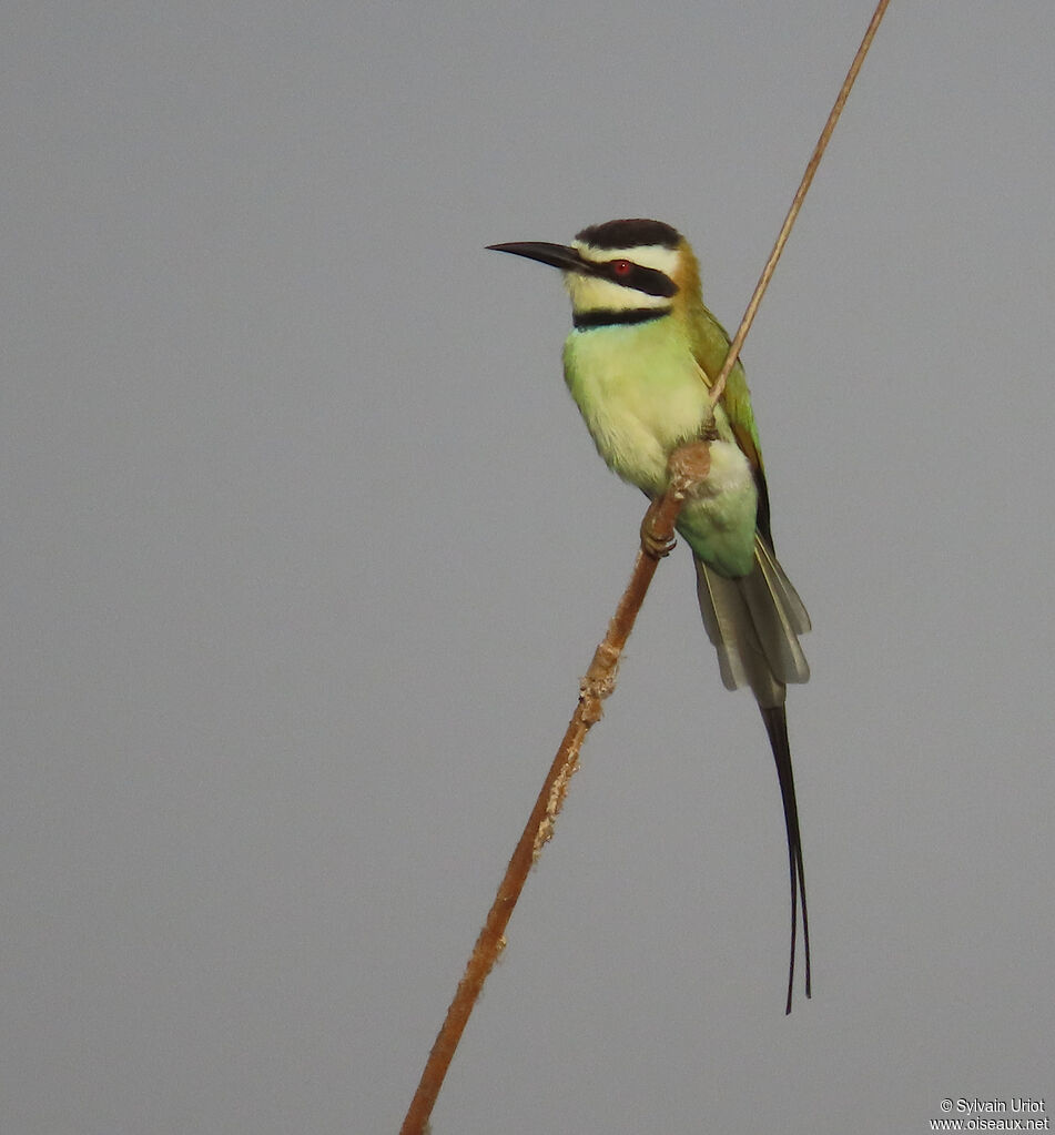 White-throated Bee-eateradult