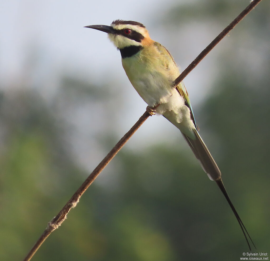 White-throated Bee-eateradult