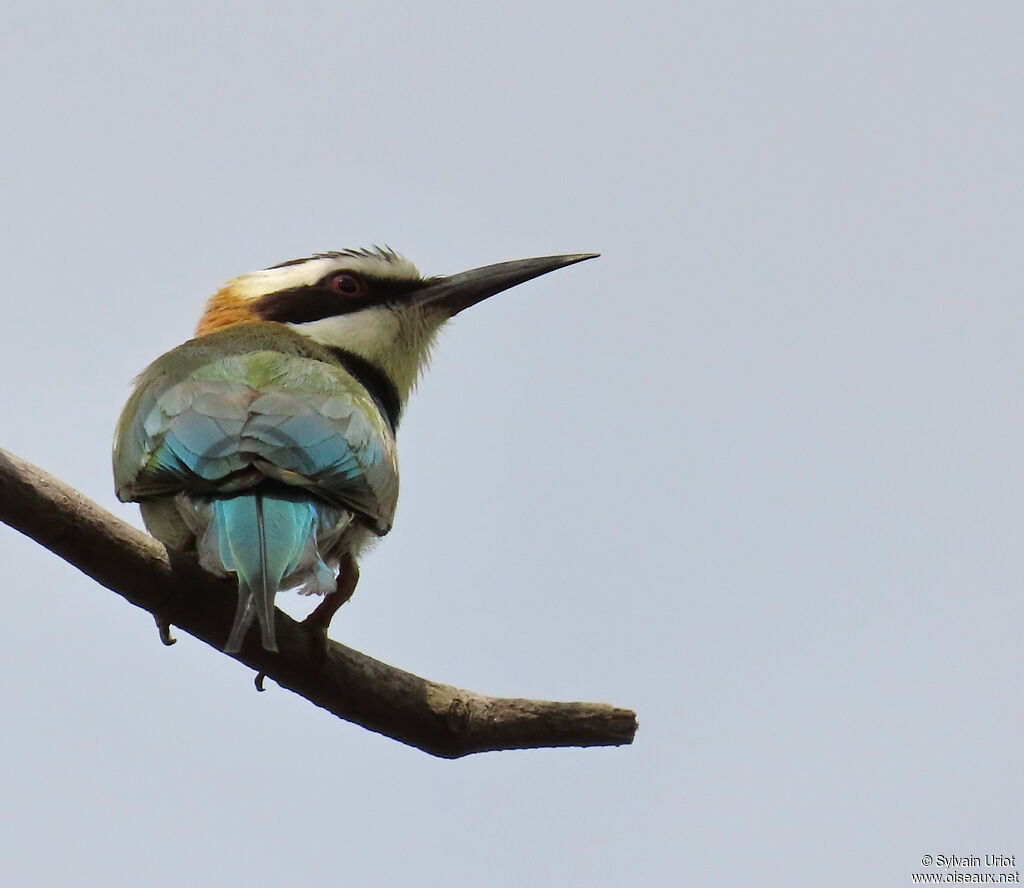 White-throated Bee-eateradult