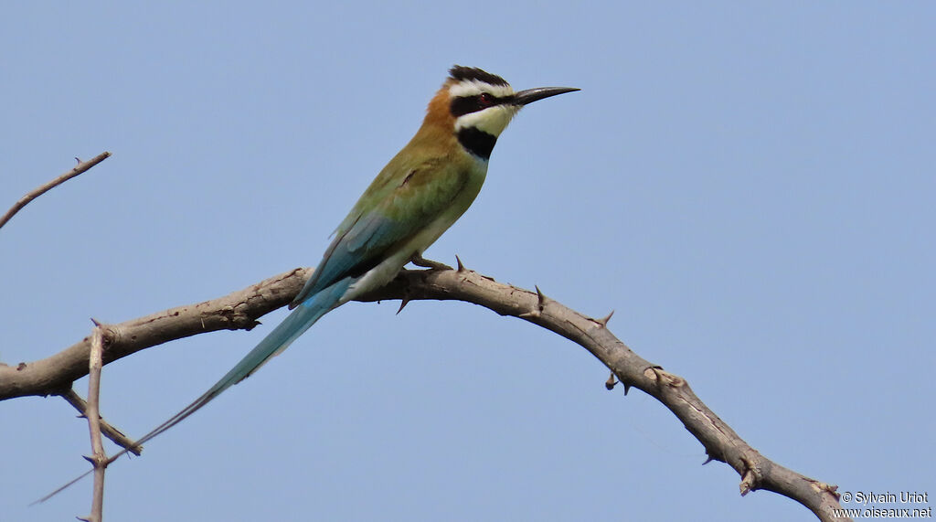 White-throated Bee-eateradult