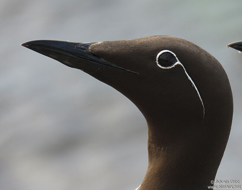 Guillemot de Troïladulte