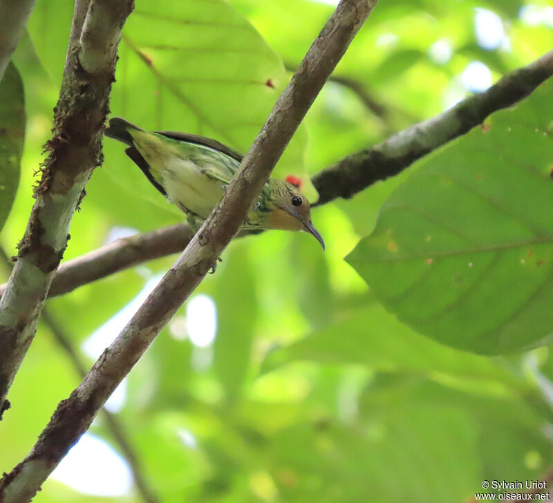 Purple Honeycreeper female adult