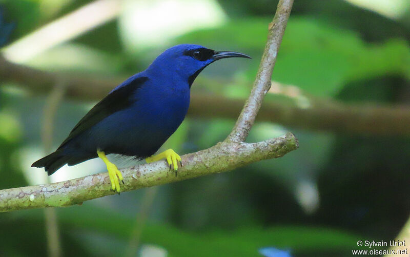 Purple Honeycreeper male adult