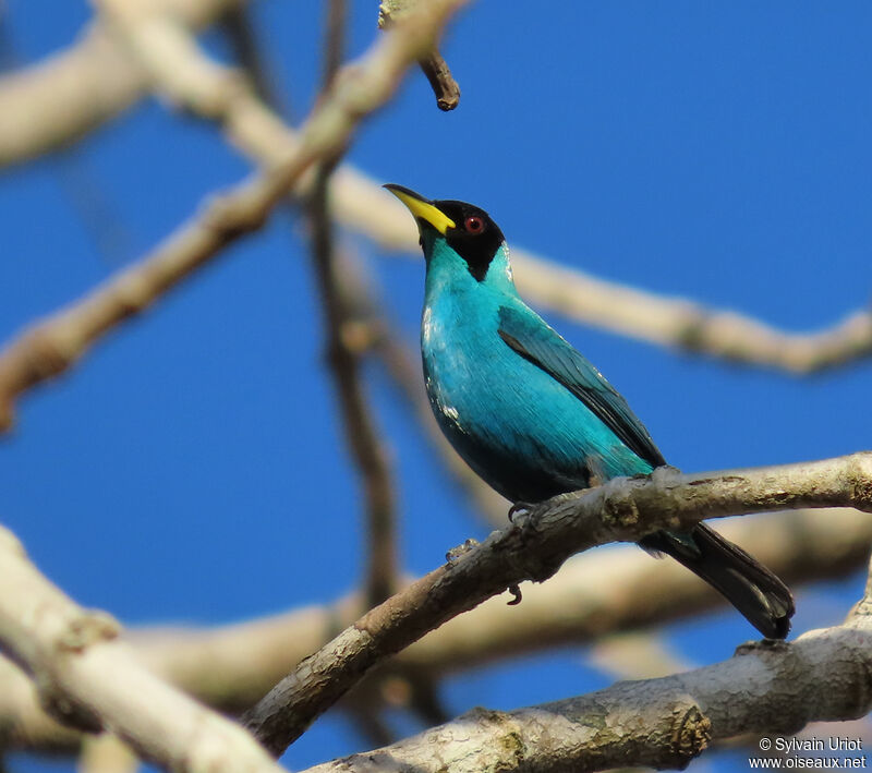 Green Honeycreeper male adult