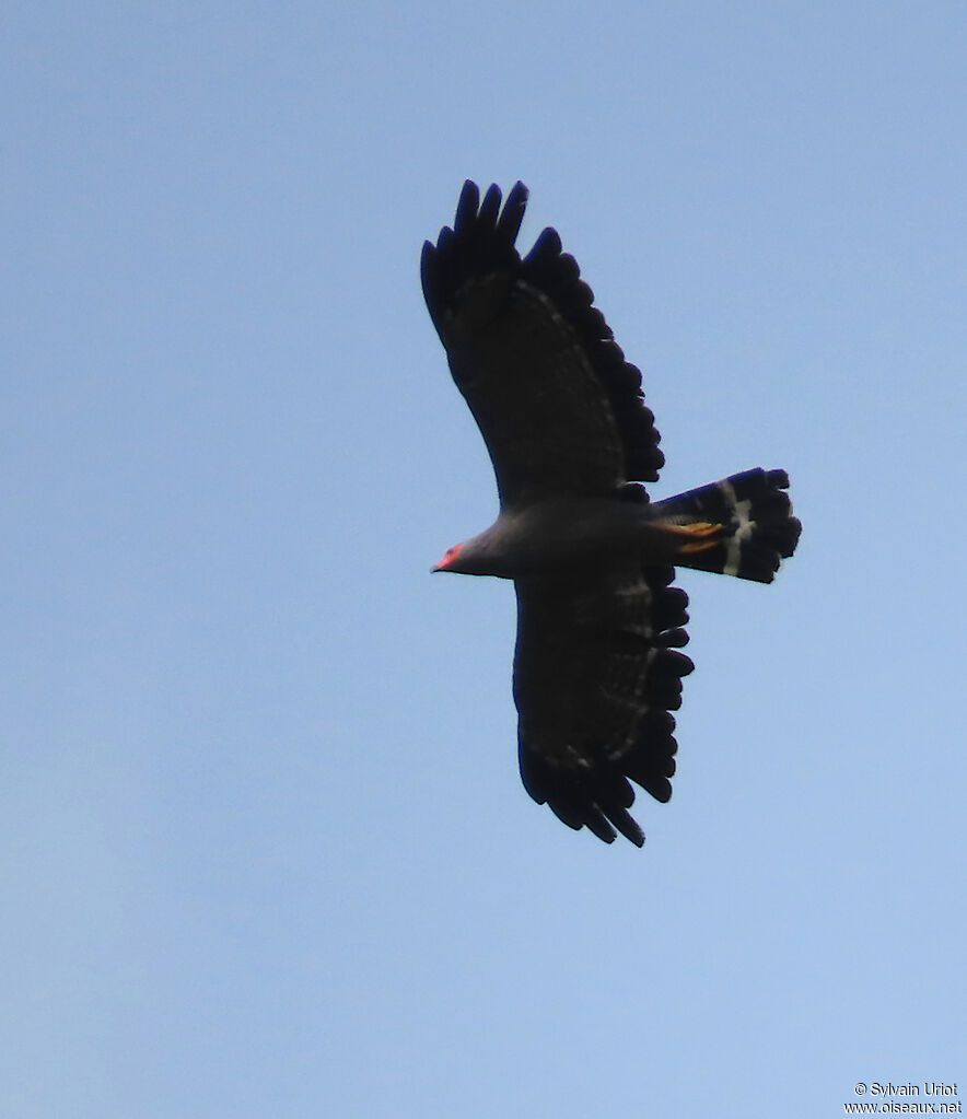 African Harrier-Hawkadult