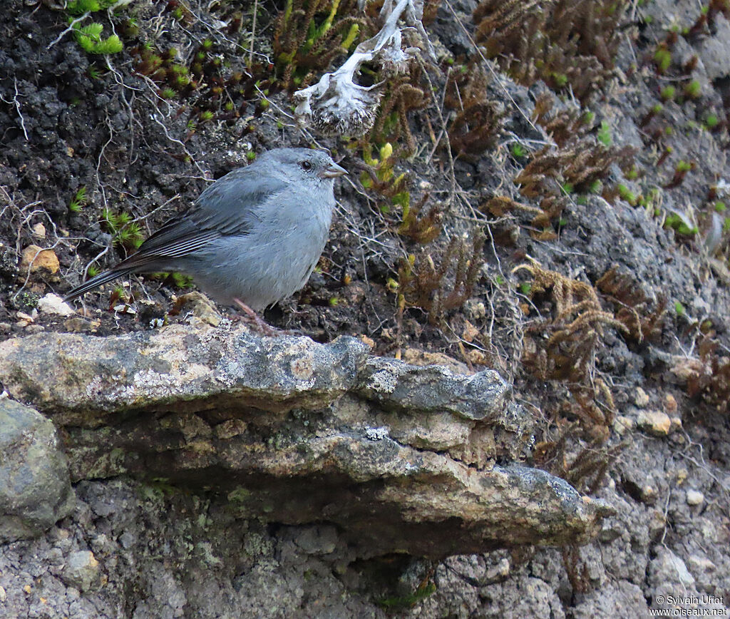 Haplospize gris-de-plomb