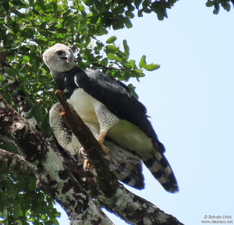 Harpy Eagle female adult