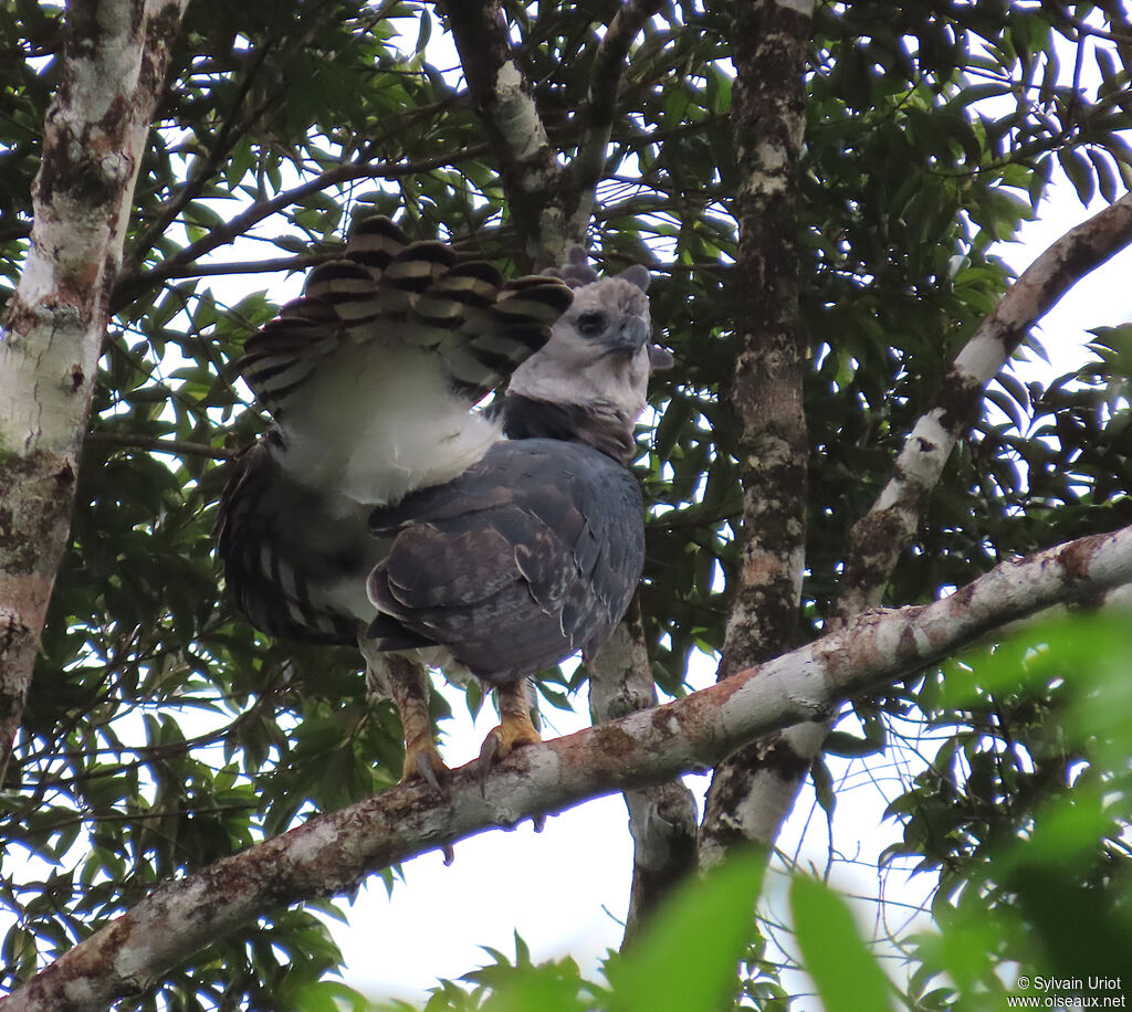Harpie féroce mâle adulte