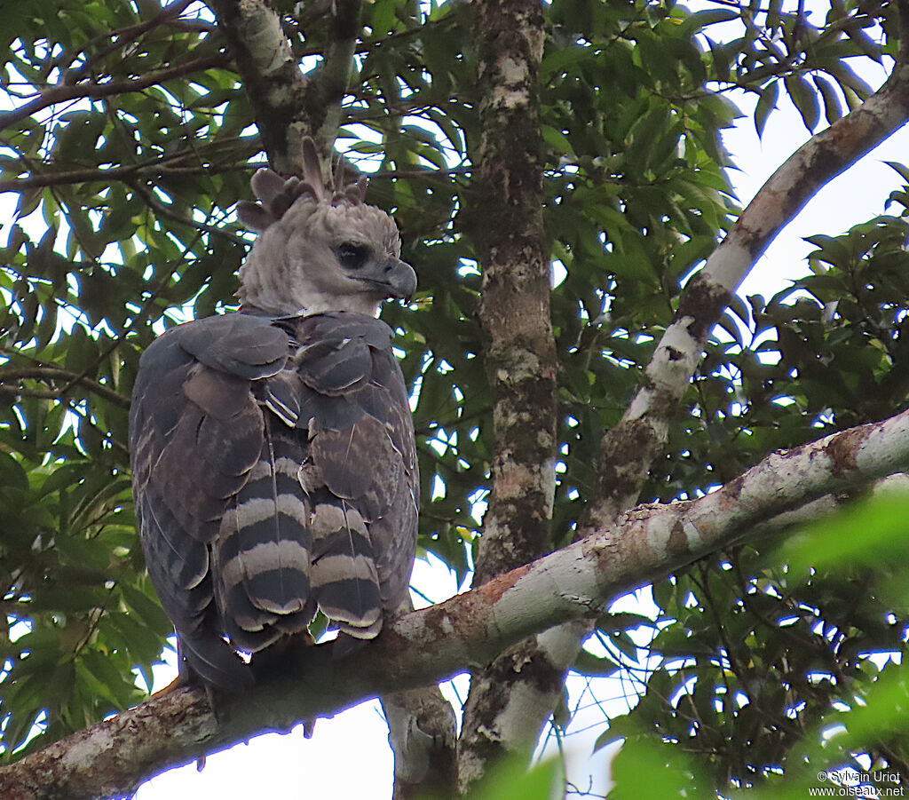 Harpie féroce mâle adulte