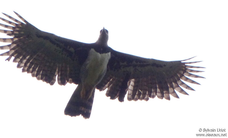 Harpy Eagle male adult