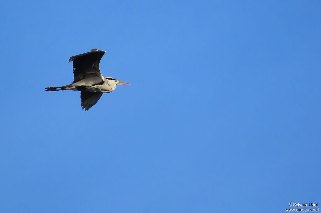 Grey Heron