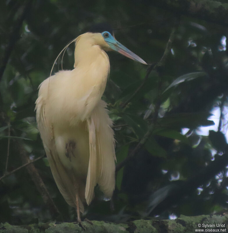 Capped Heronadult