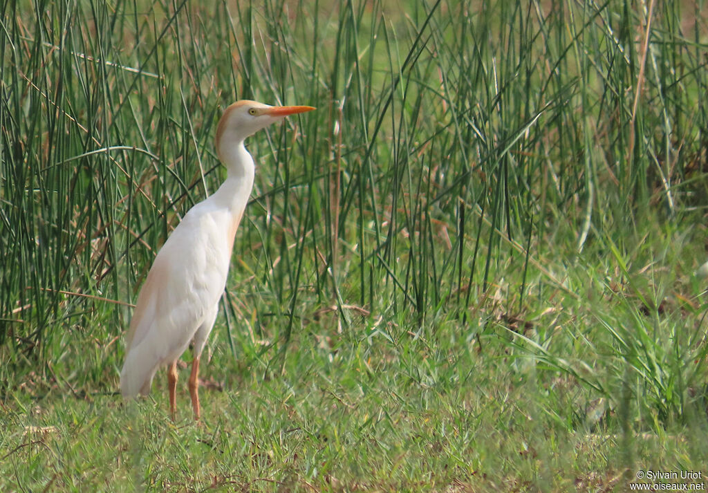 Western Cattle Egretadult breeding