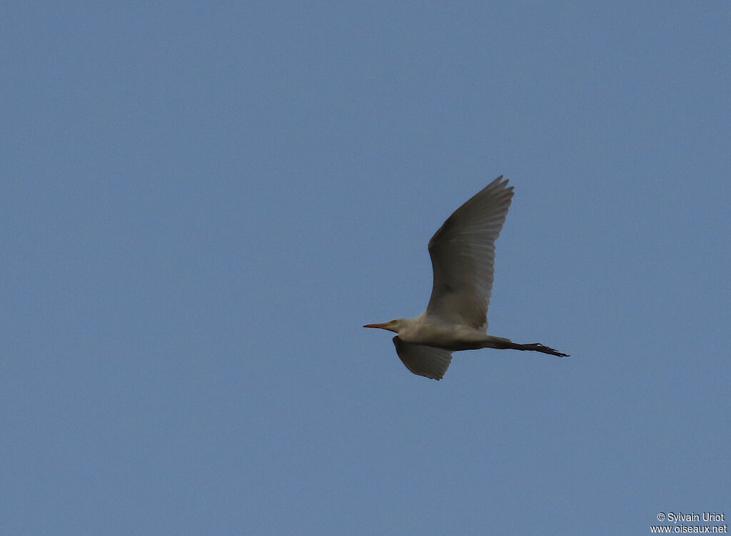 Western Cattle Egretadult post breeding