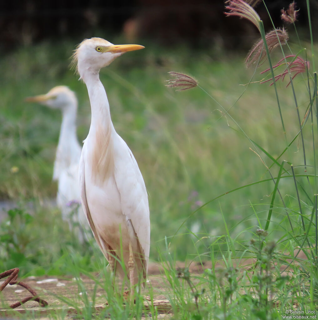 Héron garde-boeufsadulte transition