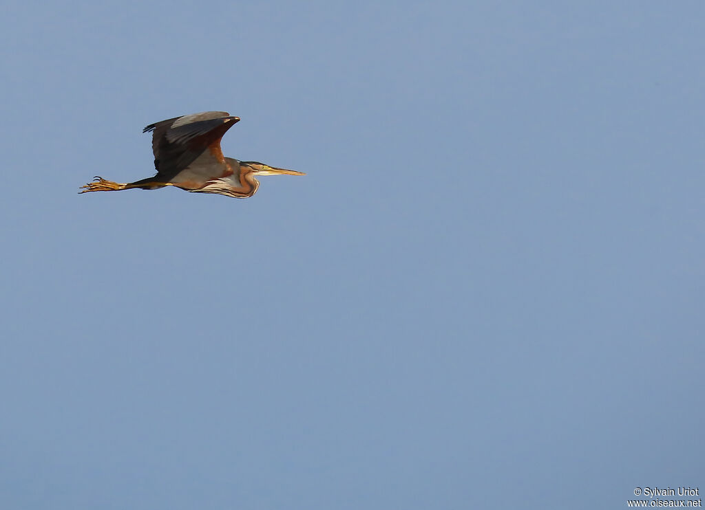 Purple Heron
