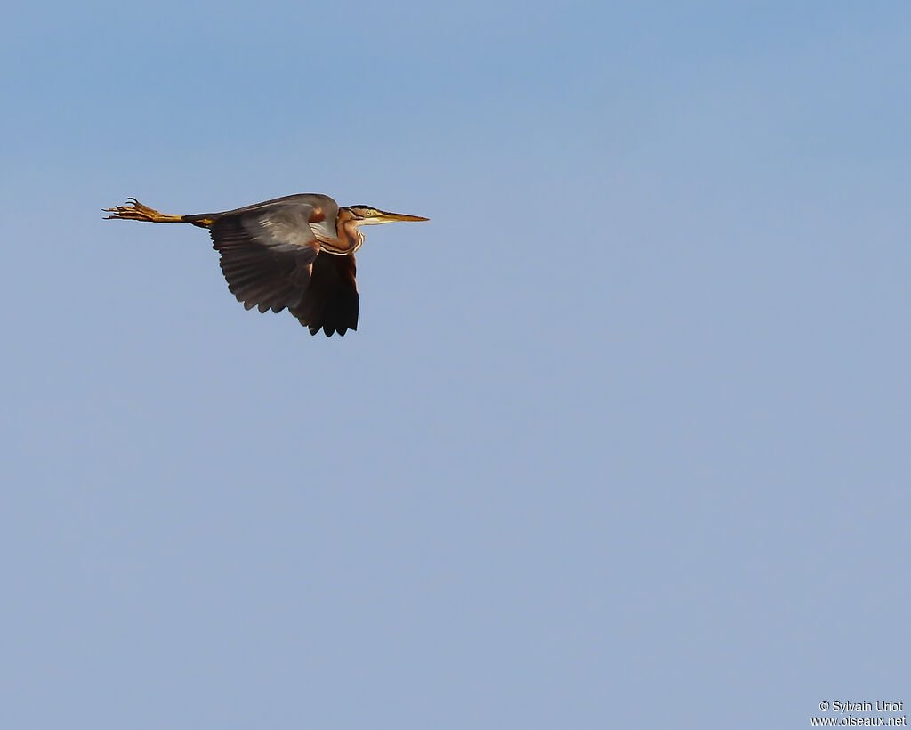 Purple Heron