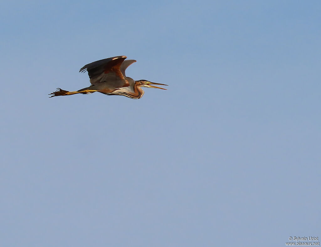 Purple Heron