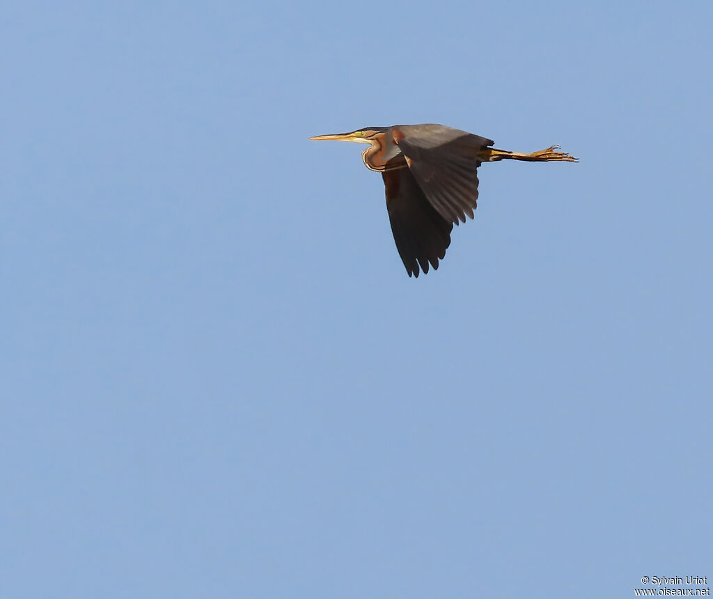 Purple Heron