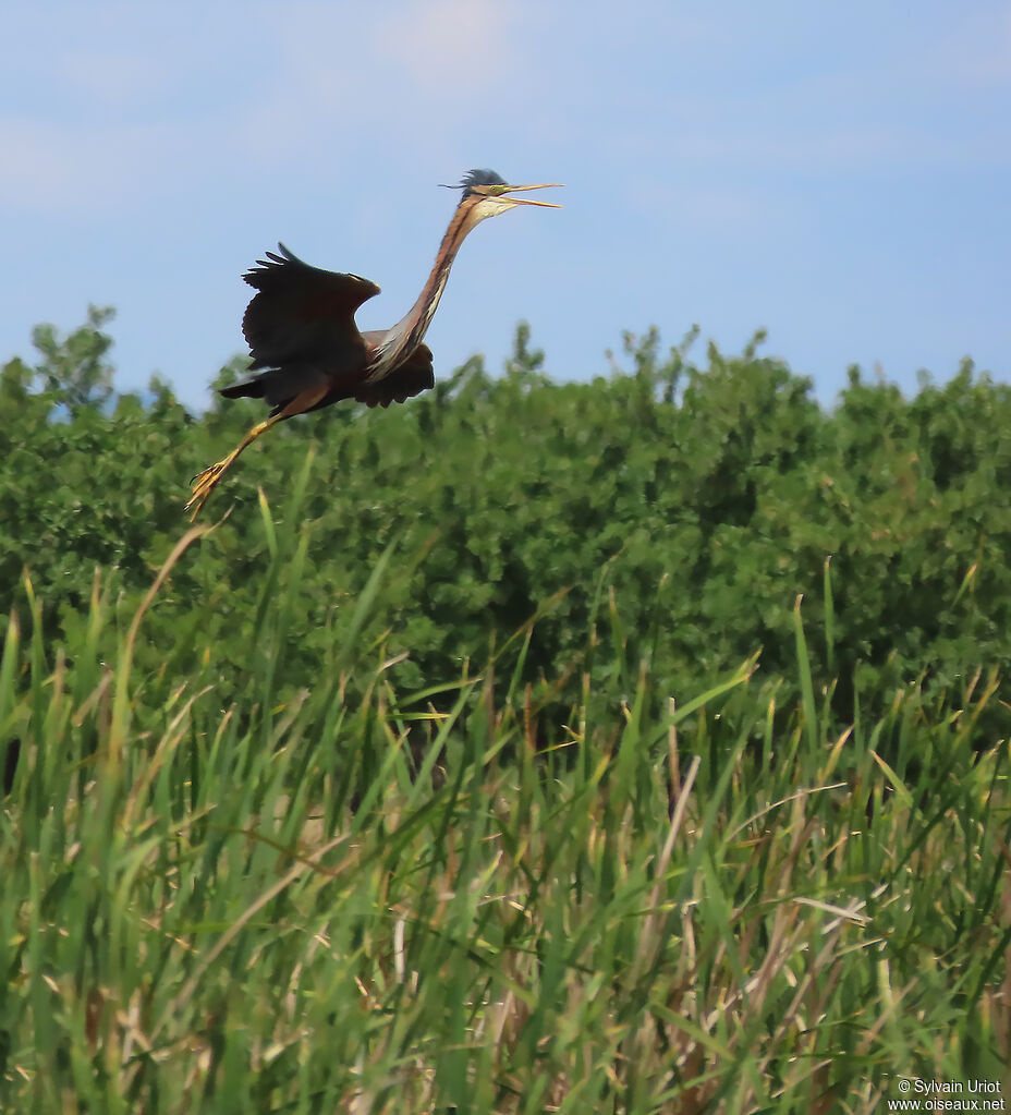 Purple Heron