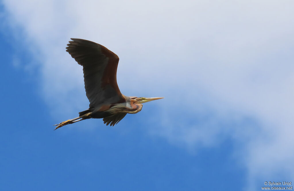 Purple Heron