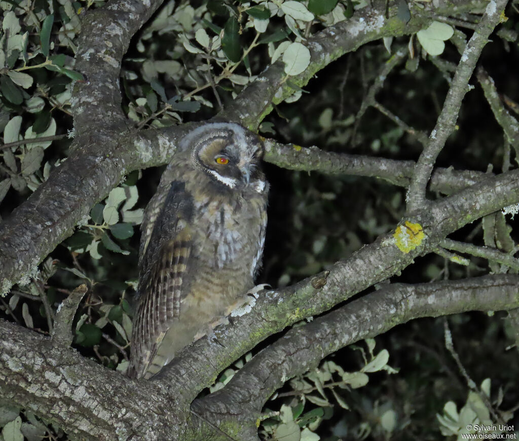 Hibou moyen-duc