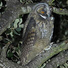 Hibou moyen-duc