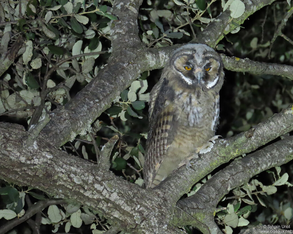 Hibou moyen-duc