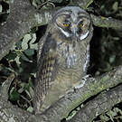 Hibou moyen-duc