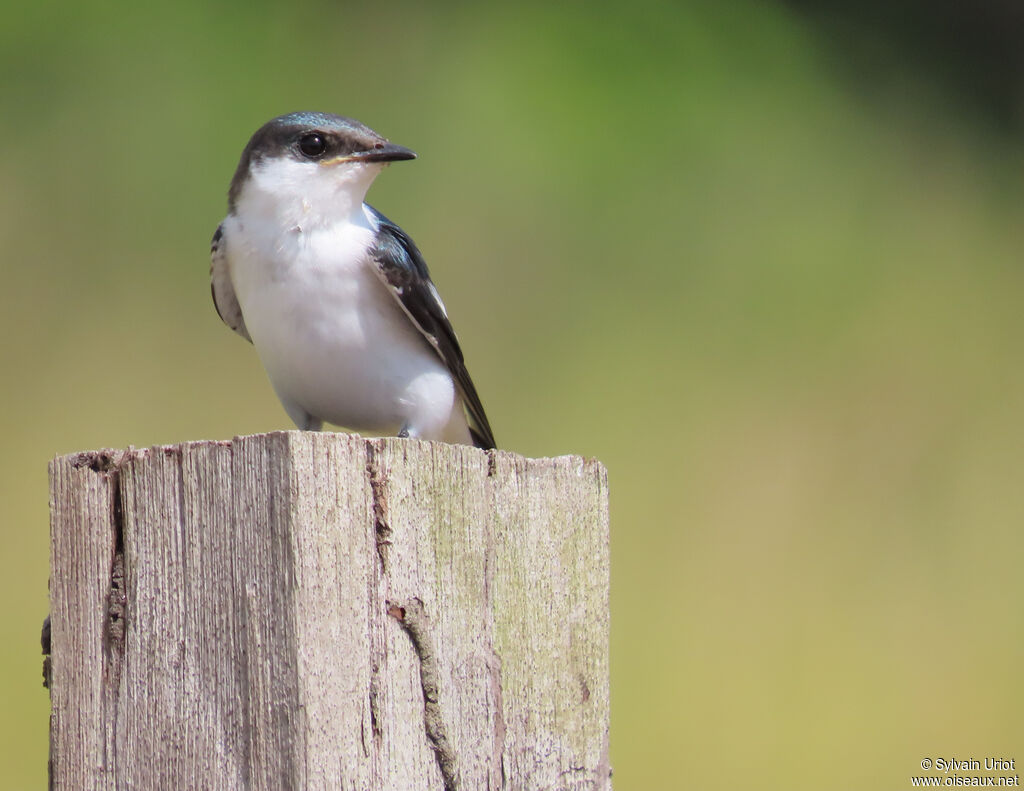 Hirondelle à ailes blanchesimmature