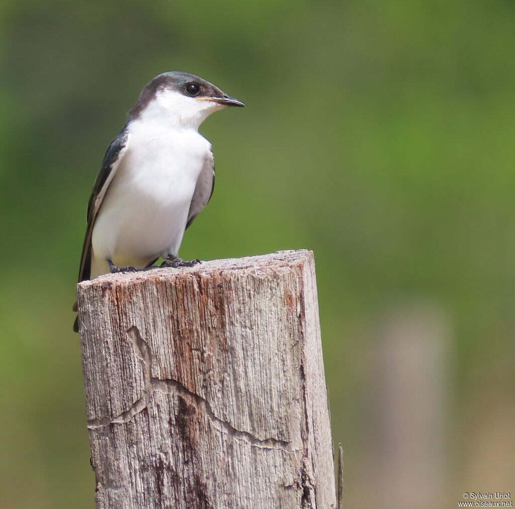 Hirondelle à ailes blanchesimmature