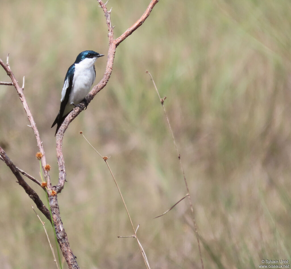 Hirondelle à ailes blanchesadulte
