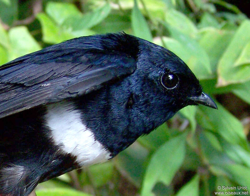 White-banded Swallowadult