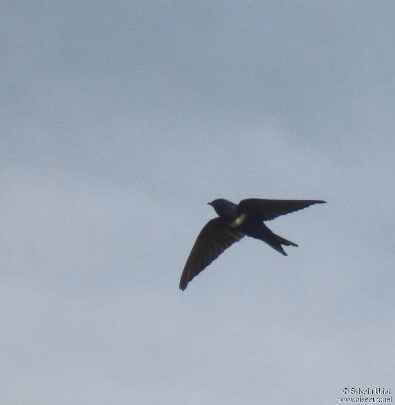 White-banded Swallowadult