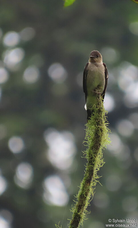 Southern Rough-winged Swallow