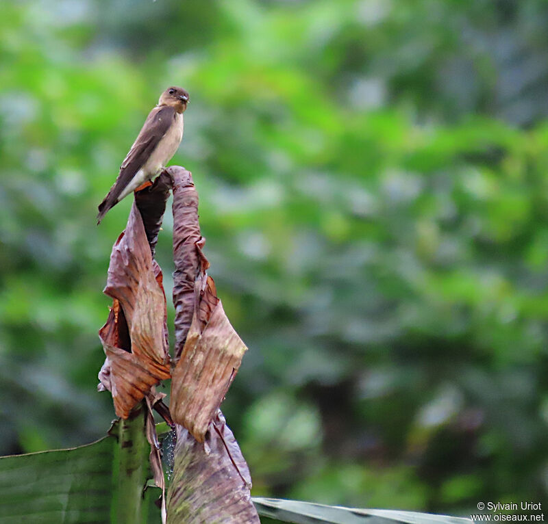 Southern Rough-winged Swallow