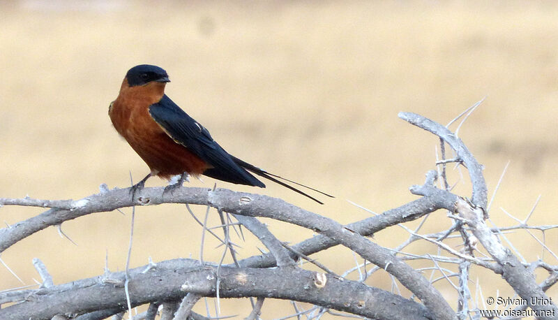 Red-breasted Swallow