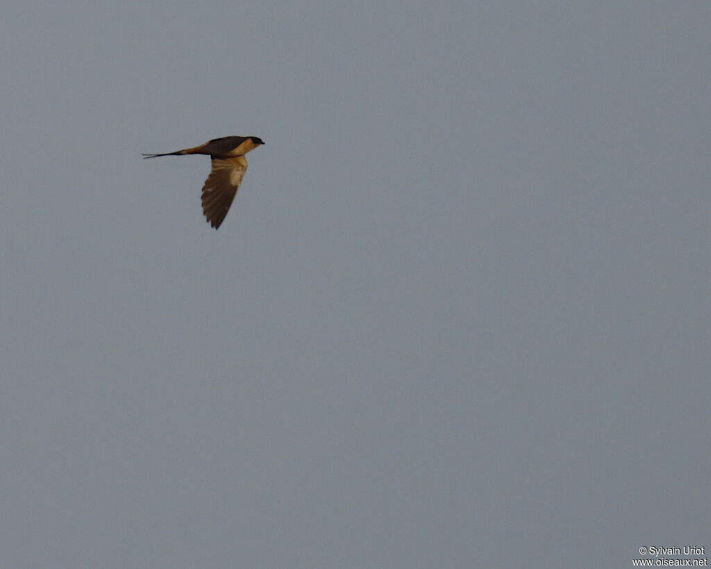 Red-breasted Swallowadult
