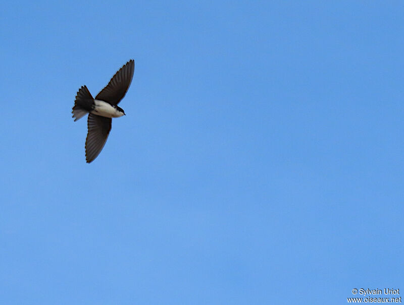 Blue-and-white Swallowadult