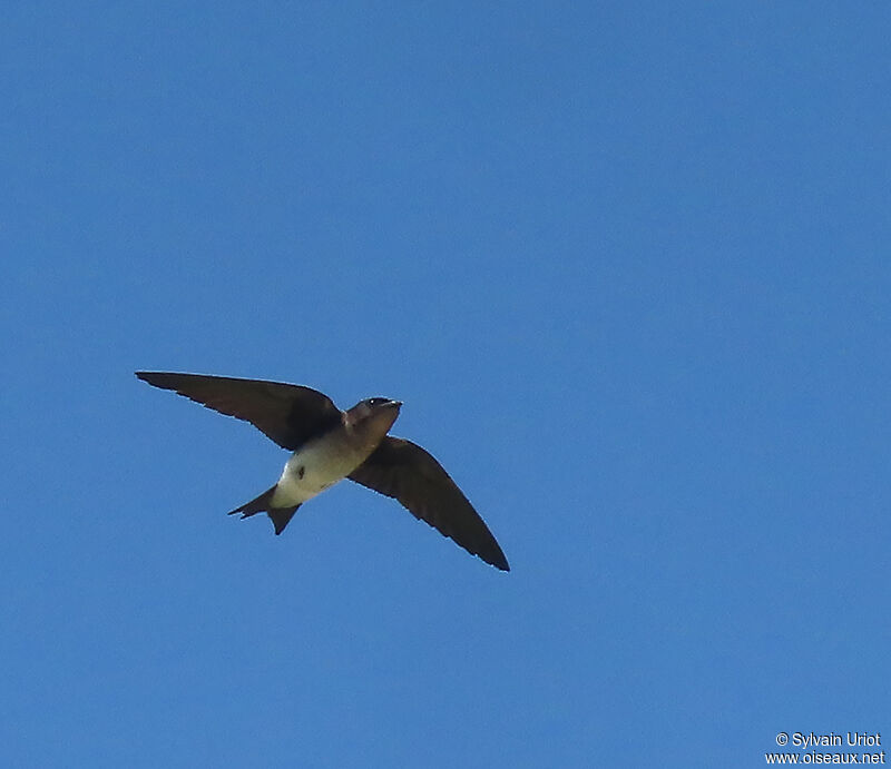 Grey-breasted Martinadult