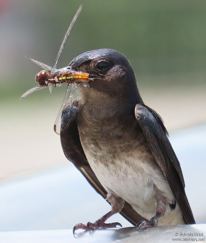 Grey-breasted Martinadult