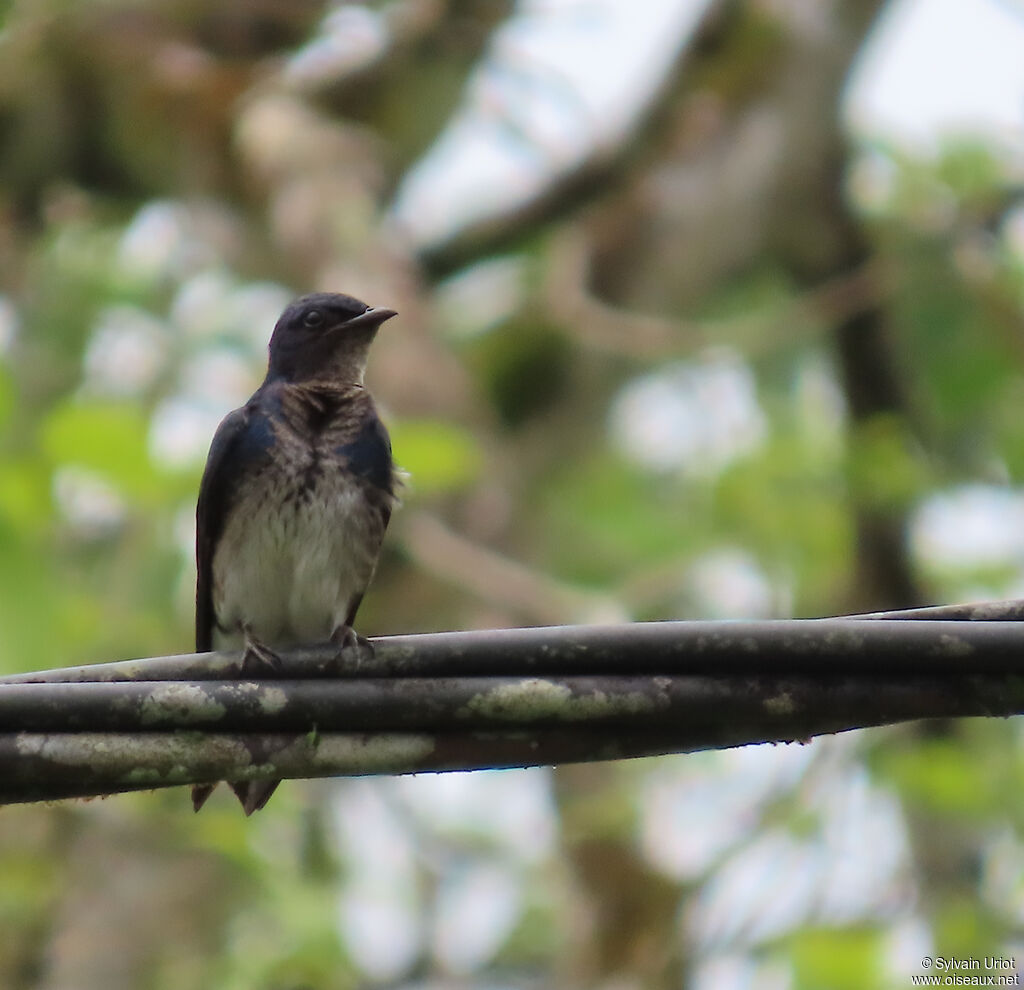 Hirondelle chalybée femelle adulte