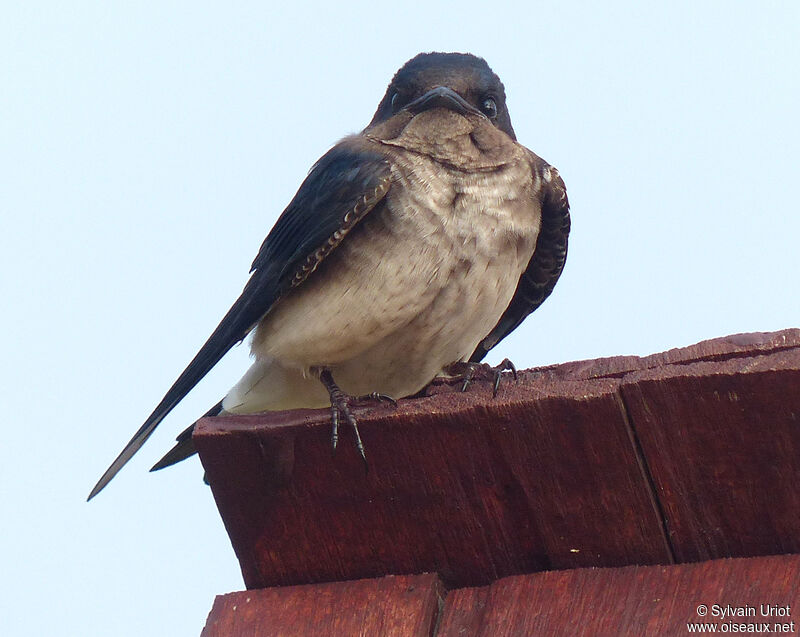 Hirondelle chalybéeadulte