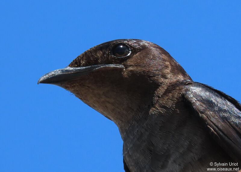 Grey-breasted Martinadult