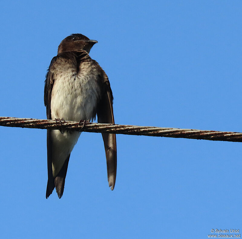 Hirondelle chalybéeadulte