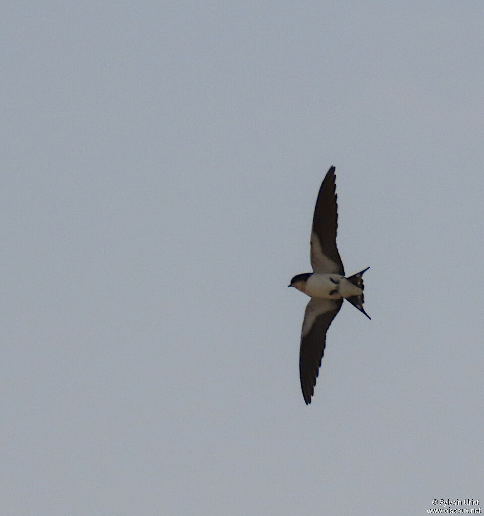 Ethiopian Swallowadult