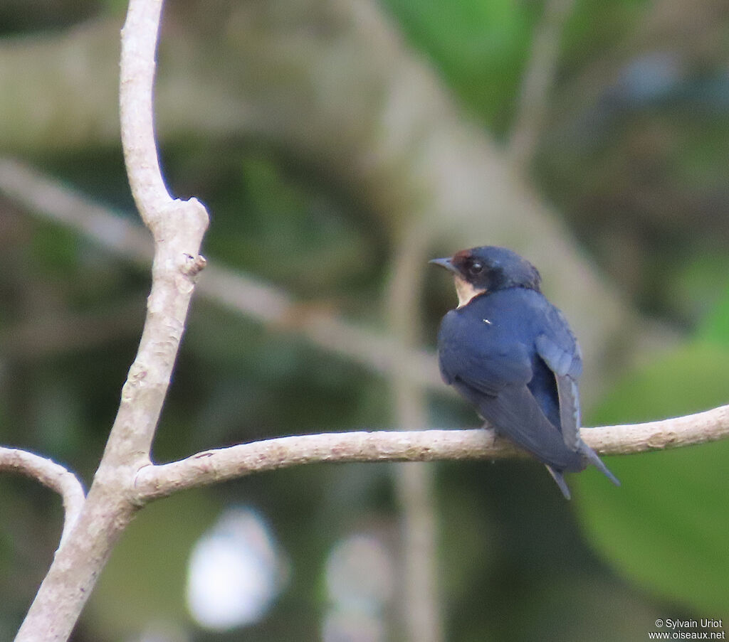 Ethiopian Swallowadult