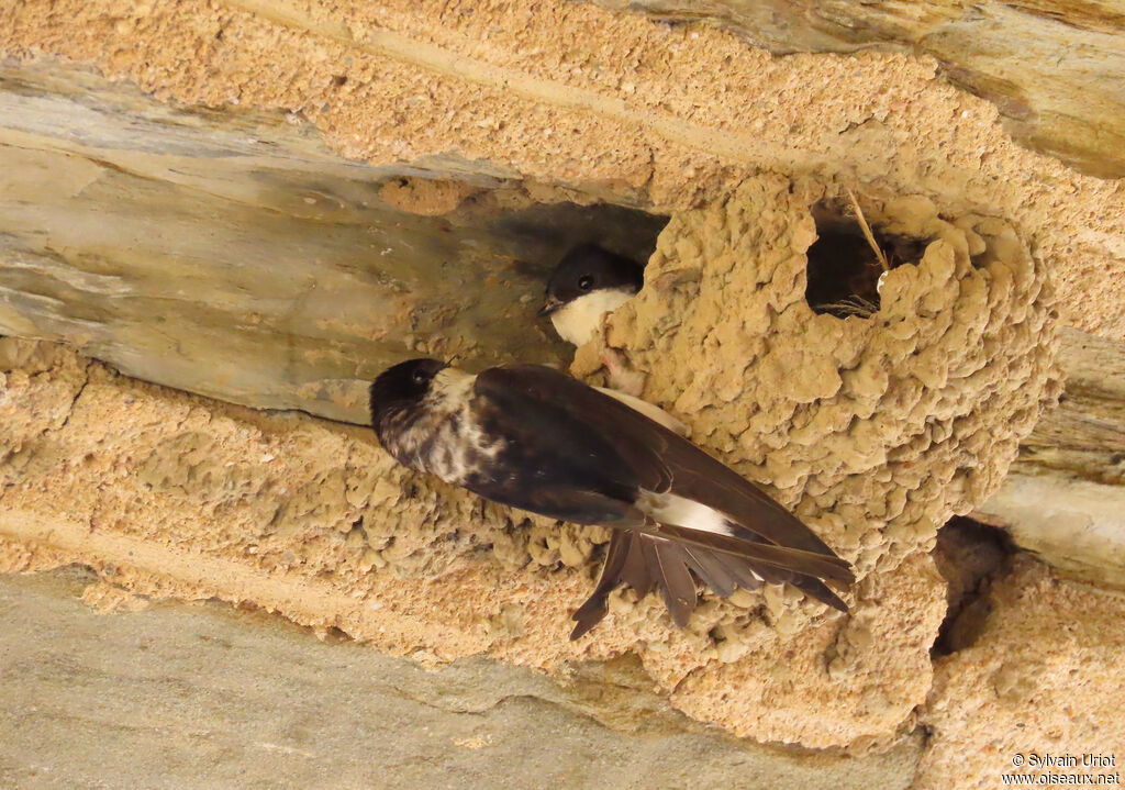 Western House Martin